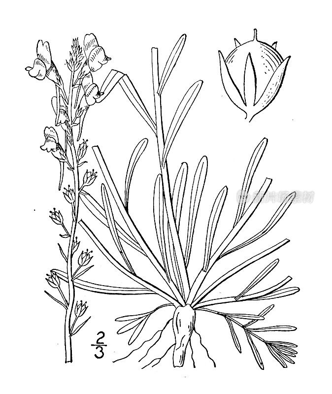 古植物学植物插图:加拿大Linaria Canadensis，野蟾麻